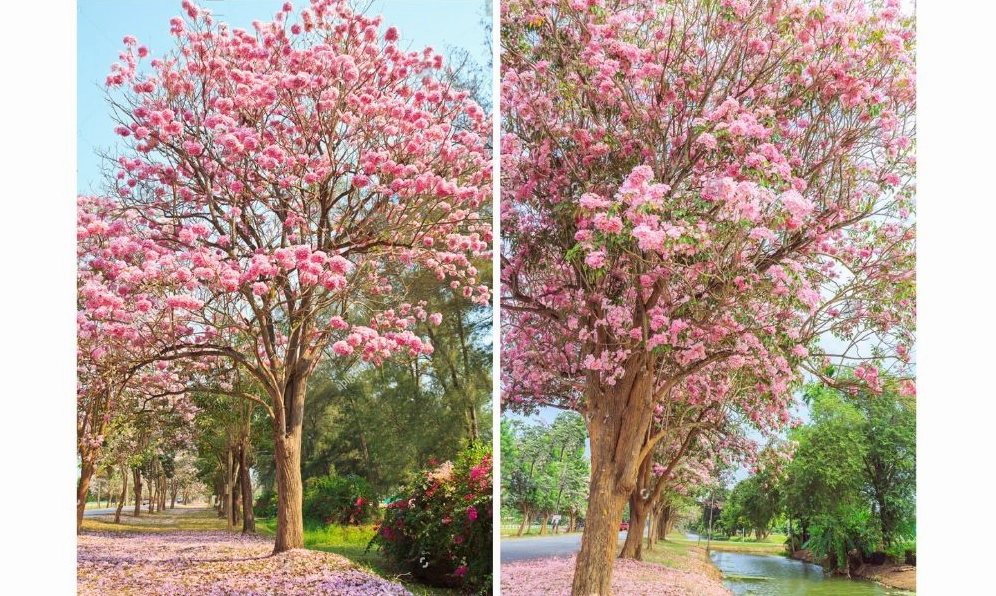 Cây Kèn Hồng nên được trồng ở nơi có nhiều ánh nắng để phát triển khỏe và dễ ra hoa