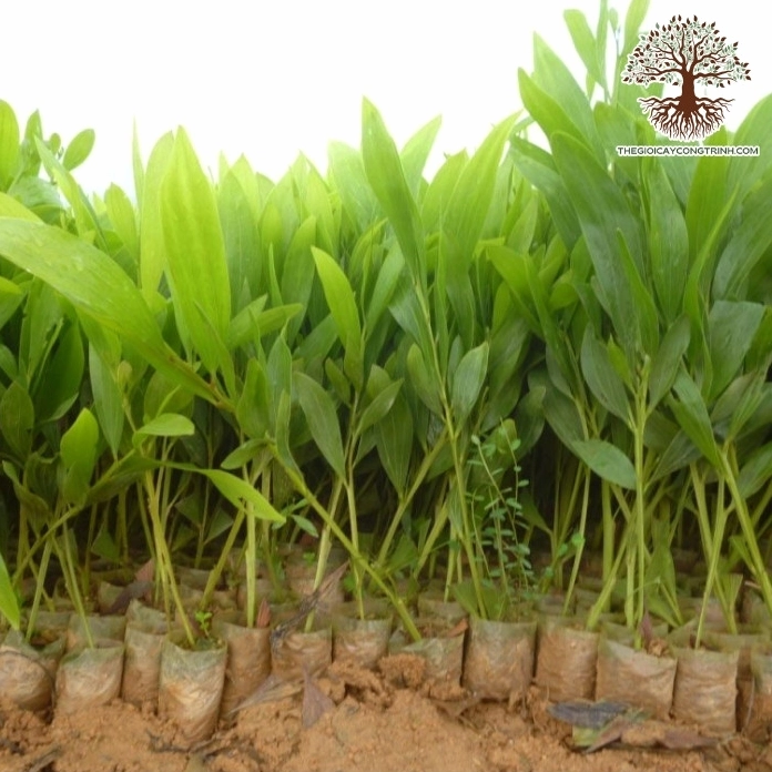 Cây keo lá tràm giống đang phát triển đồng đều trong khu trồng với sắc xanh trẻ trung