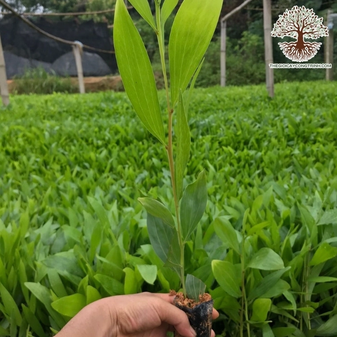 Cây keo lá tràm giống lá thon dài mềm mại hiện lên nổi bật giữa không gian vườn ươm