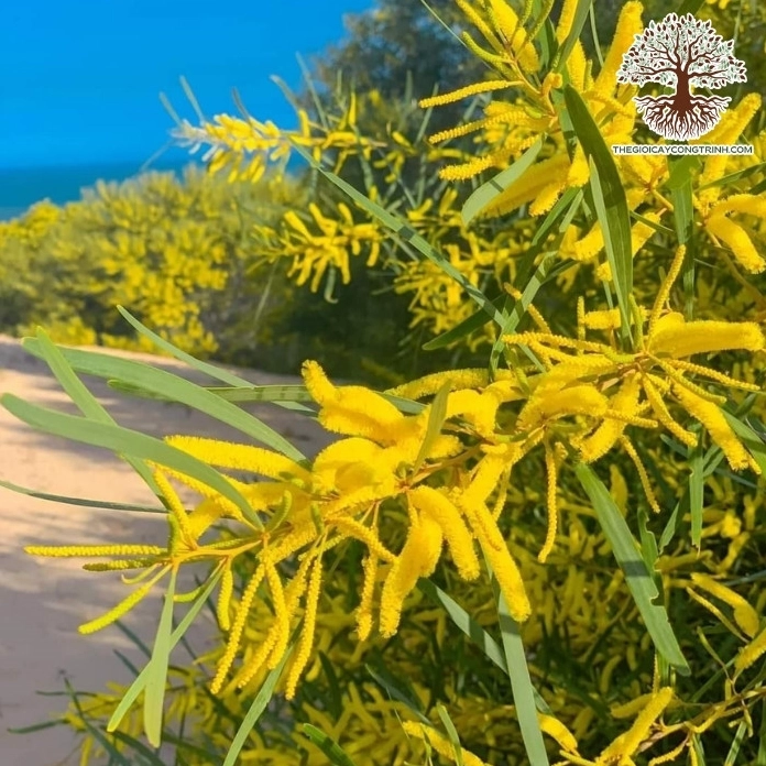 Cây Keo Lá Tràm non với tán lá xanh mảnh vươn lên khỏe khoắn trong vườn ươm dưới ánh sáng dịu