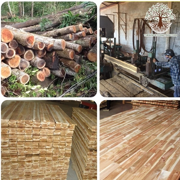 Cây Keo Lá Tràm trưởng thành hơn với tán lá dày xanh mướt và dáng đứng chắc khỏe