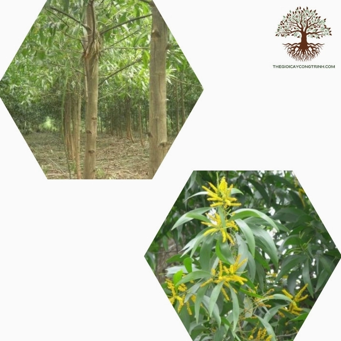 Cây Keo Lá Tràm xanh tốt với thân thẳng và lớp lá mịn tạo vẻ đẹp lâm nghiệp tự nhiên