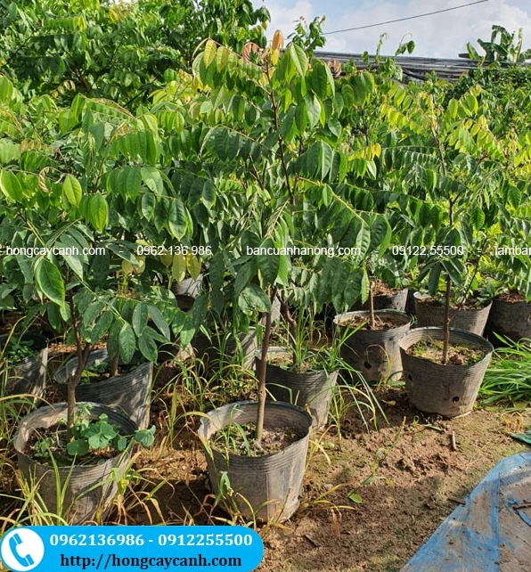 Cây Khế Chua Và Khế Ngọt với tán xanh và hình dáng quen thuộc gợi nên khung cảnh vườn nhà thân thương