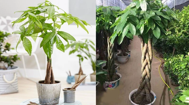 Cây Kim Ngân dáng đẹp với lá xanh xòe rộng trong chậu cảnh