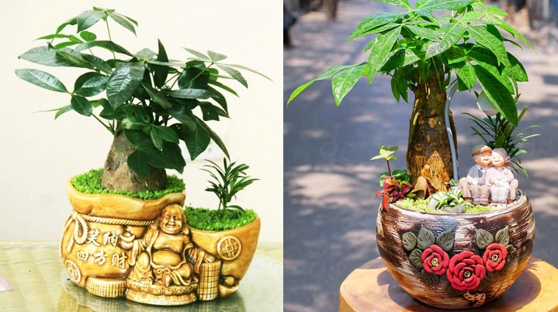 Cây Kim Ngân thần tài trong chậu cảnh tết với dáng lá xanh mướt