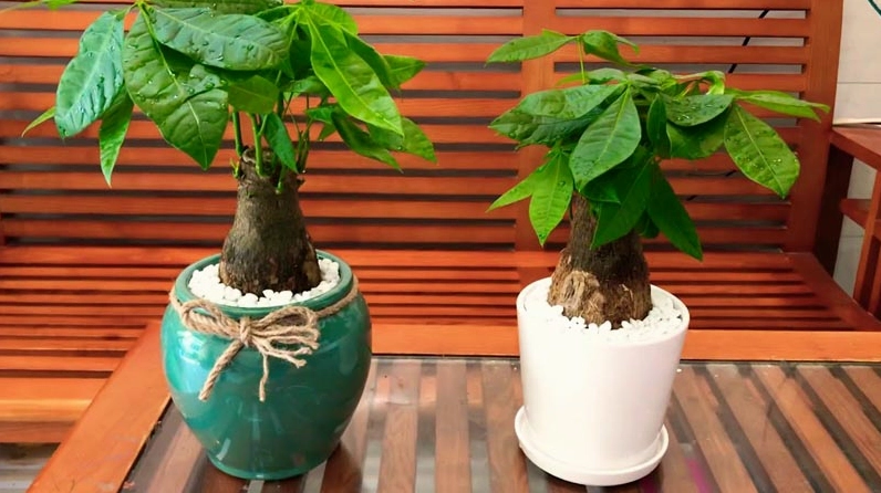 Cây Kim Ngân trong không gian phong thủy gợi ý hợp tuổi và hợp mệnh