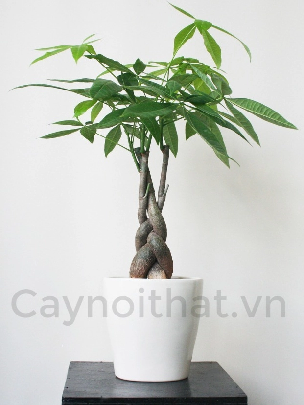 Cây Kim Ngân xanh mướt trong chậu được dùng làm ảnh so sánh với cây để bàn phong thủy