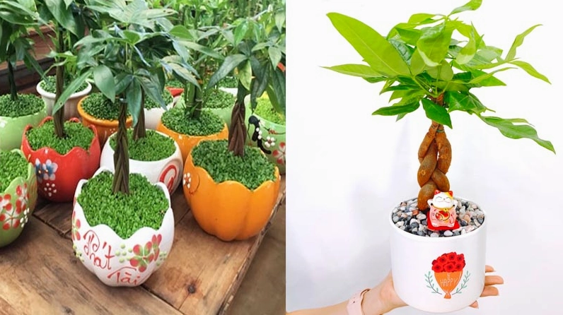 Cây Kim Ngân xanh tốt mang ý nghĩa may mắn và phát tài cho gia chủ