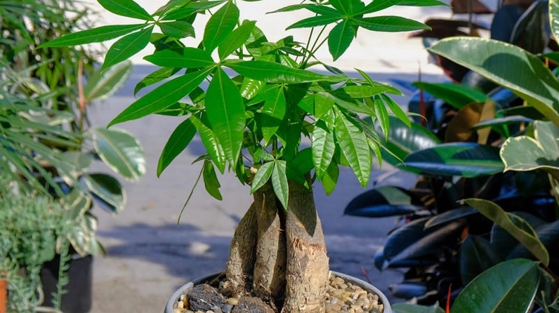 Cây Kim Ngân xanh tươi tượng trưng cho may mắn và tiền tài trong nhà