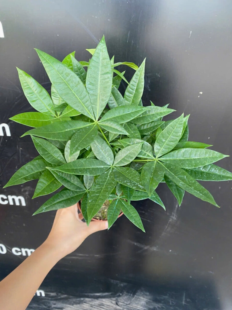 Cây Kim Ngân xoắn mini để bàn văn phòng với lá xanh bóng và dáng đứng thanh thoát