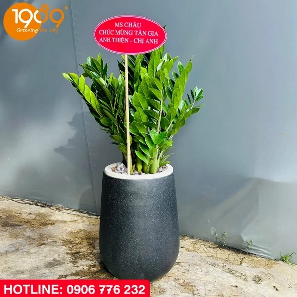 Cây Kim Phát Tài làm quà tặng khai trương với tán lá vươn đều trong chậu trang trí trang nhã