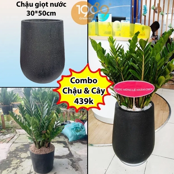Cây Kim Phát Tài trong chậu quà tặng nổi bật với cụm lá xanh ngọc xếp tầng mềm mại