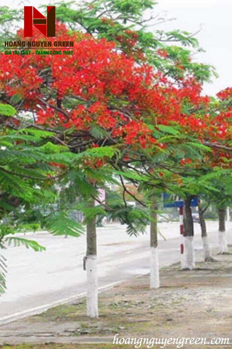 Cây kim Phượng lá nhỏ và sắc hoa nổi bật trong không gian trồng phối cảnh