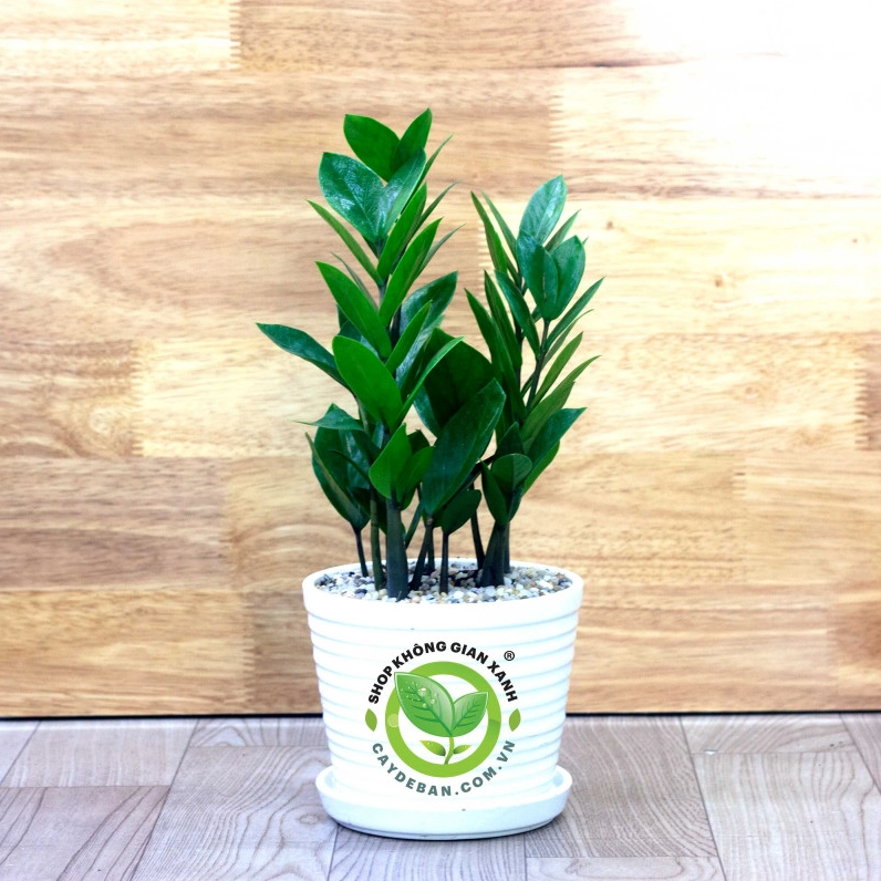 Cây Kim Tiền Kim Phát Tài với lá xanh bóng mọc dày trong chậu để bàn