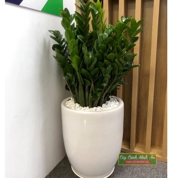 Cây kim tiền lá xanh bóng xếp đều tạo điểm nhấn phụ trong bộ sưu tập cây cảnh trong nhà