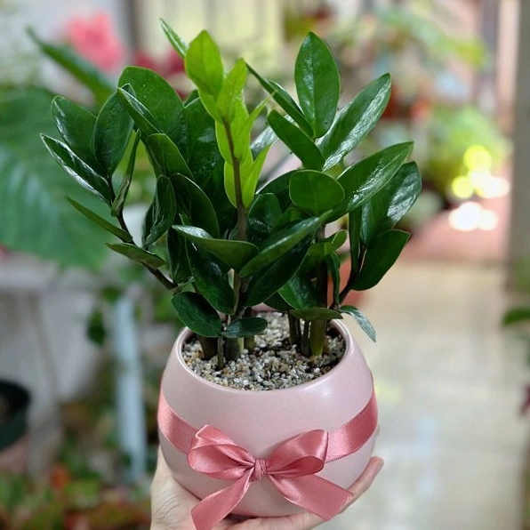 Cây Kim Tiền mini để bàn với lá xanh bóng mọc đều quanh thân trong dáng cây nhỏ gọn
