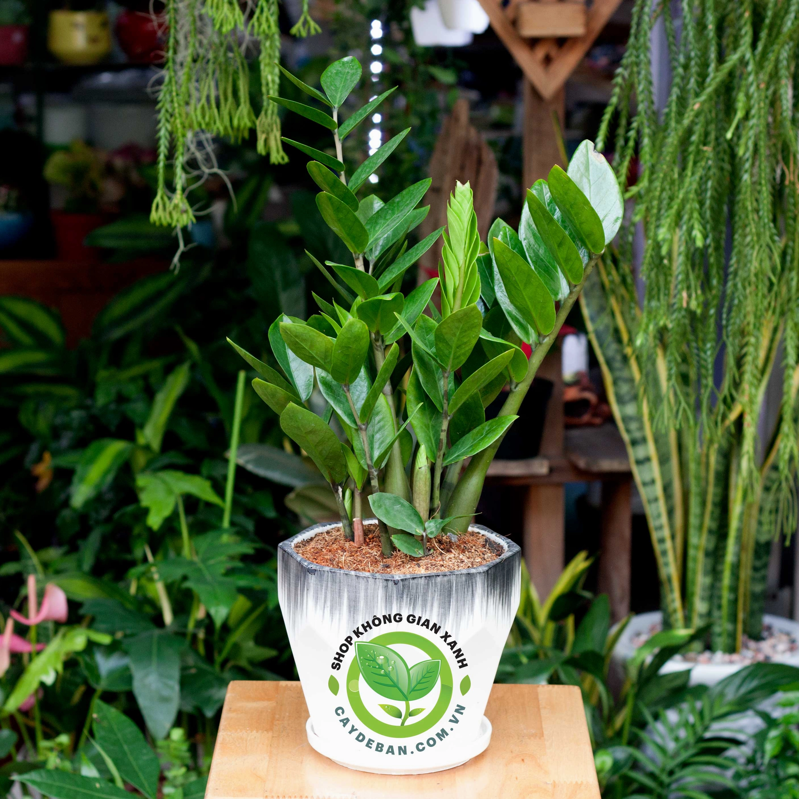 Cây Kim Tiền mini kích thước trung với nhiều nhánh lá xanh bóng mọc đều
