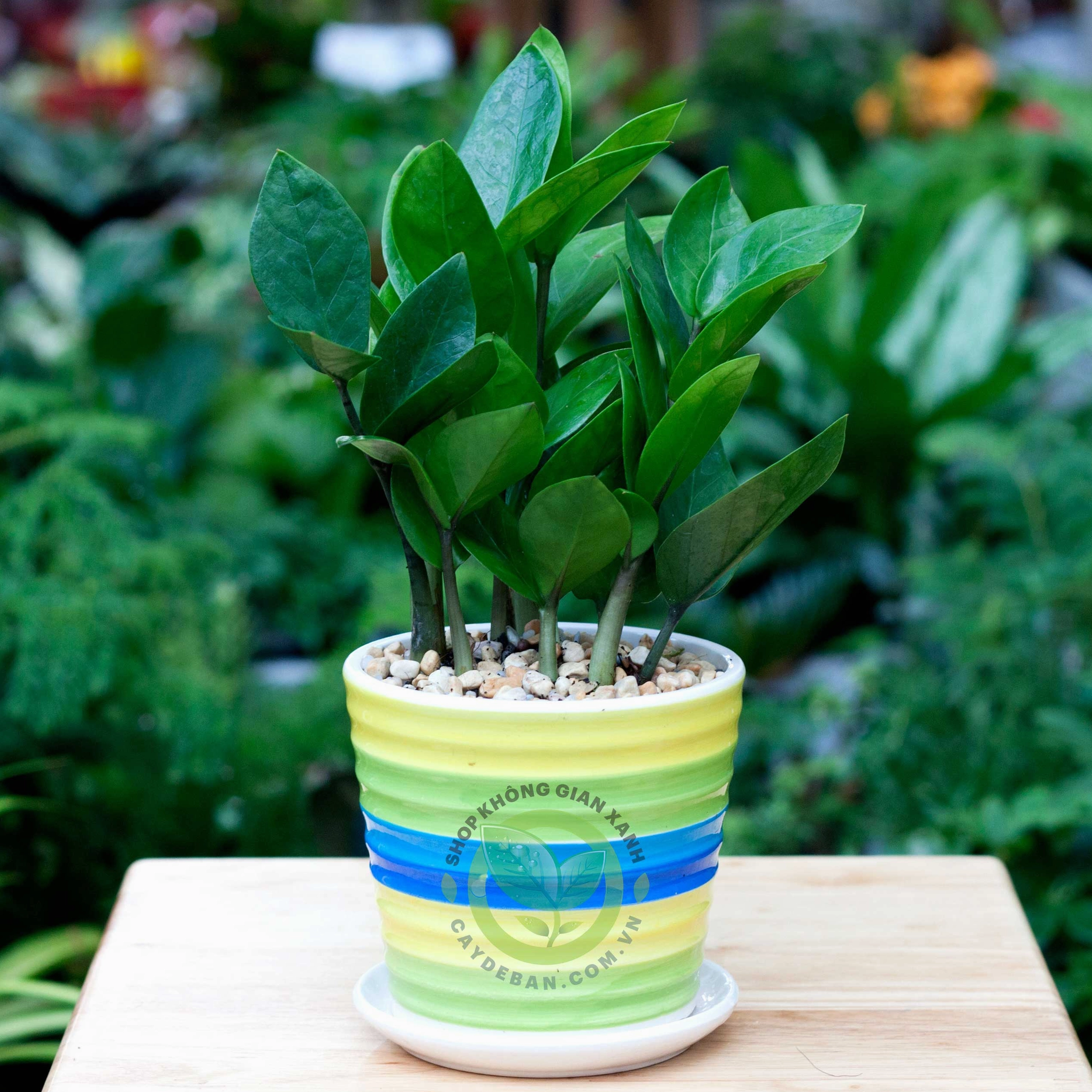 Cây Kim Tiền mini trong chậu nhỏ với thân lá xanh mướt phù hợp đặt trên bàn