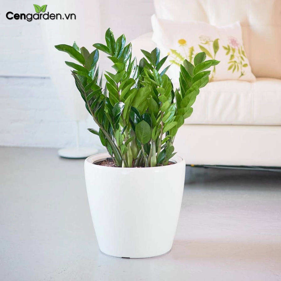 Cây Kim Tiền xanh tốt trong không gian trang trí với tán lá vươn dày và bóng khỏe