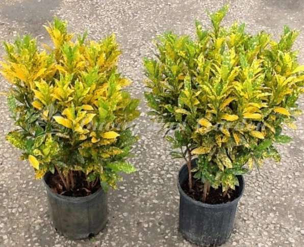 Cây lá màu vàng xanh nổi bật với sắc sáng rực trong không gian sân vườn