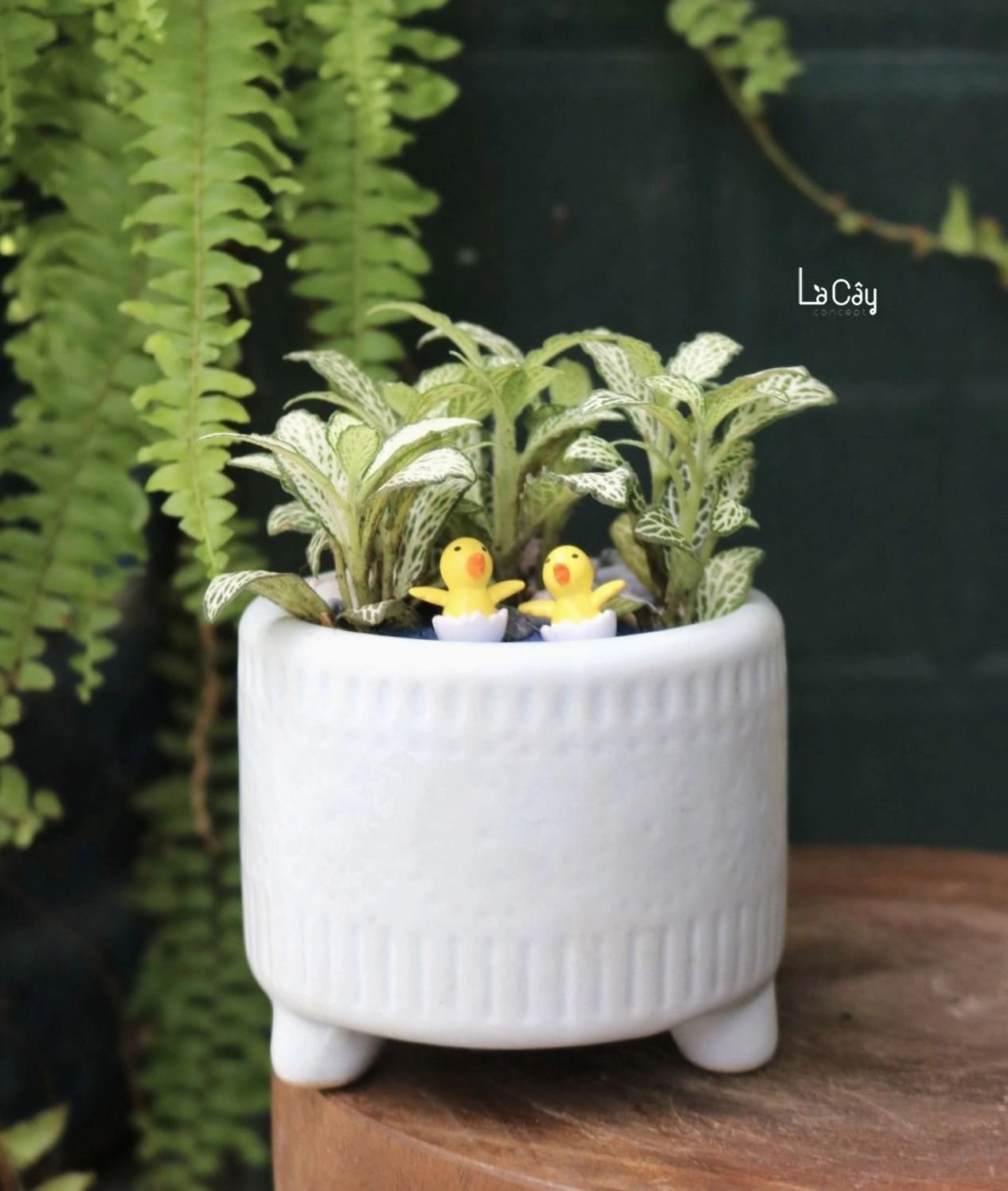 Cây Lá May Mắn dáng bụi thấp với màu lá hài hòa mang vẻ đẹp thanh lịch và gần gũi