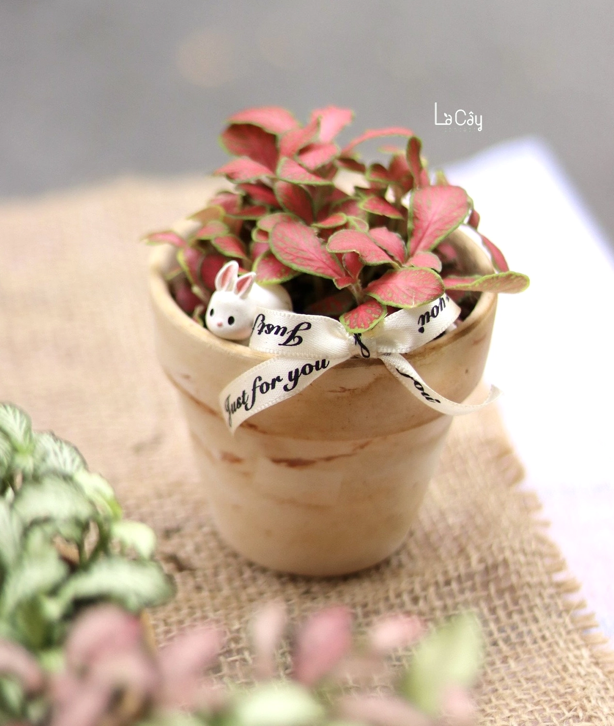 Cây Lá May Mắn tươi tốt với lớp lá phủ đều miệng chậu mang cảm giác đầy đặn và sinh động