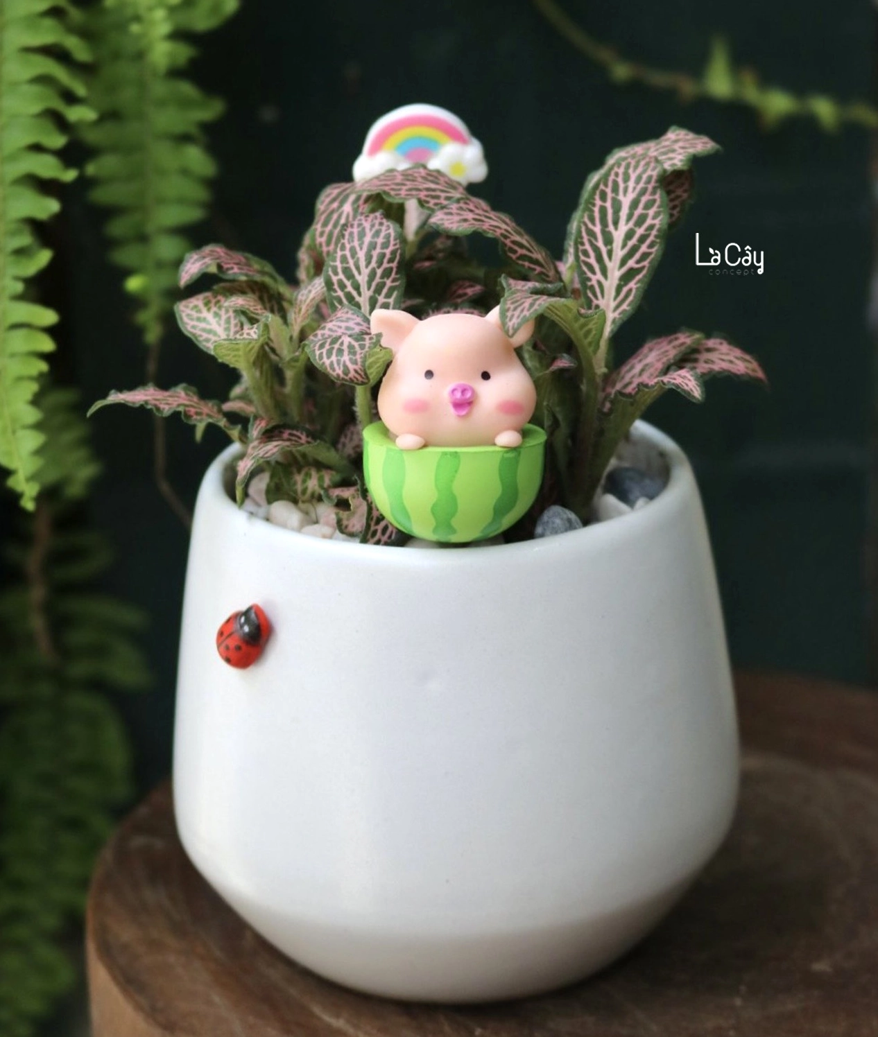 Cây Lá May Mắn với cụm lá dày, bề mặt lá mềm và sắc màu tươi non tạo cảm giác trong trẻo