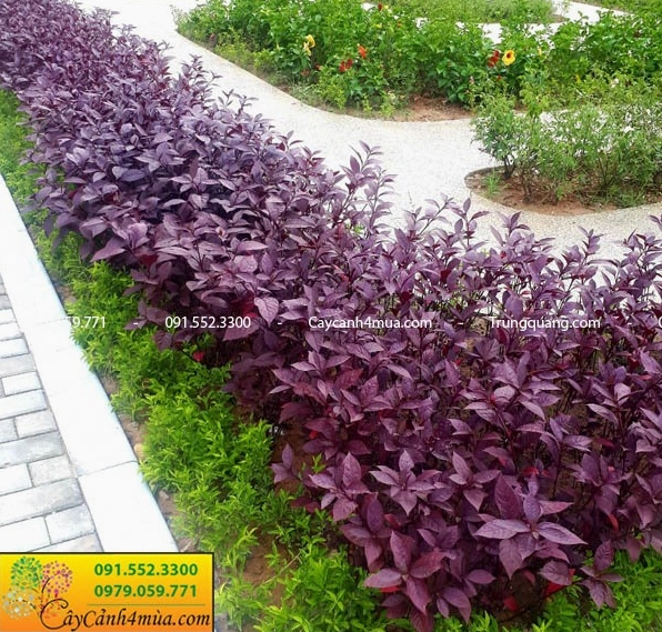 Cây lá tím trong cảnh quan gợi ý kết hợp tông màu gần với Hoa Thanh Anh tím biếc