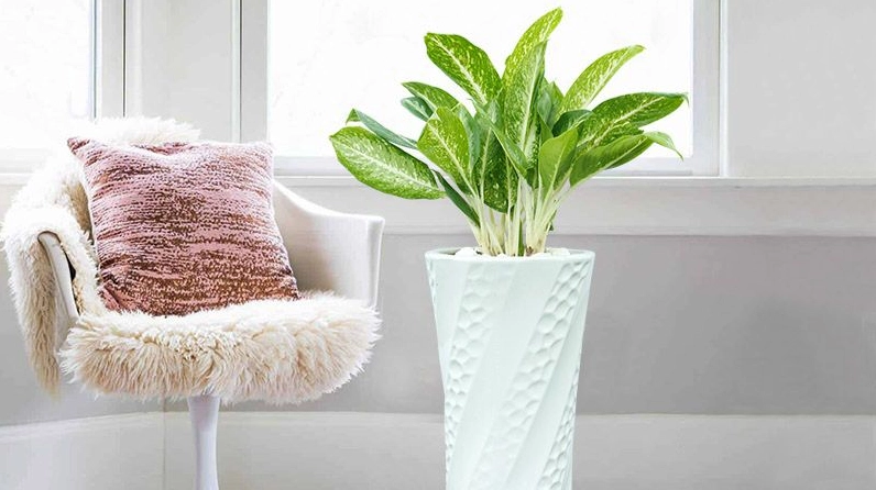 Cây lá vàng xanh nổi bật với mảng màu tương phản tinh tế tạo điểm nhấn sinh động cho góc nội thất hiện đại