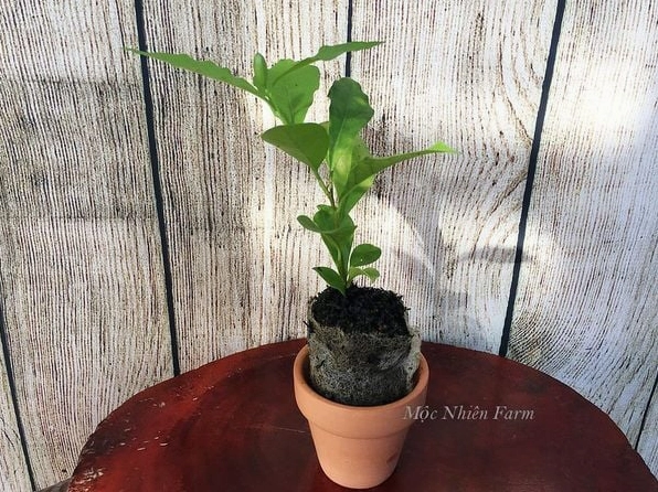 Cây lài nhật đẹp với nhiều bông nở chen nhau trên nền lá dày cho cảm giác sum suê và đầy sức sống