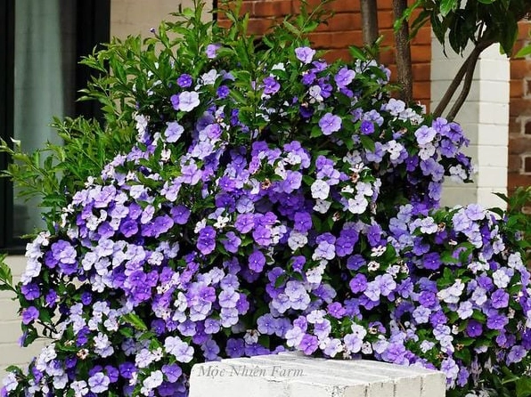 Cây Lài Nhật với cụm hoa mềm mại nổi bật trên nền lá xanh bóng tạo cảm giác thanh nhã trong khu vườn nhỏ