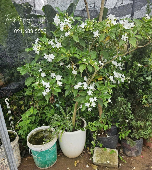 Cây Lài Tây nở hoa thanh thoát, thân cành mềm mại nổi bật trong khuôn viên sân vườn sáng thoáng