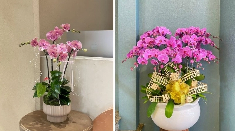 Cây Lan Hồ Điệp có nguồn gốc từ vùng Đông Nam Á với dáng hoa mềm mại như cánh bướm nhiệt đới