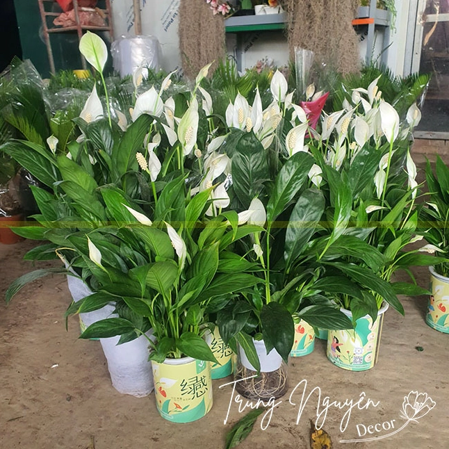 Cây Lan Ý biểu tượng phong thủy với hoa trắng thanh sạch và lá xanh đầy đặn