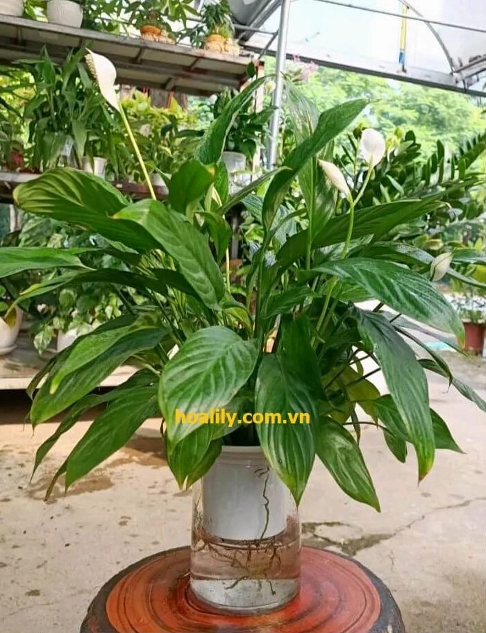Cây Lan Ý thủy canh với lá xanh bóng và hoa trắng thanh khiết gợi ý phối cùng Vạn Niên Thanh leo trong góc nội thất