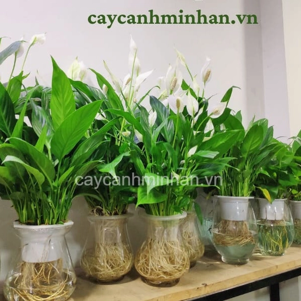Cây lan ý thủy sinh có lá xanh và dáng thanh thoát dùng để phối cảnh cùng cây để bàn