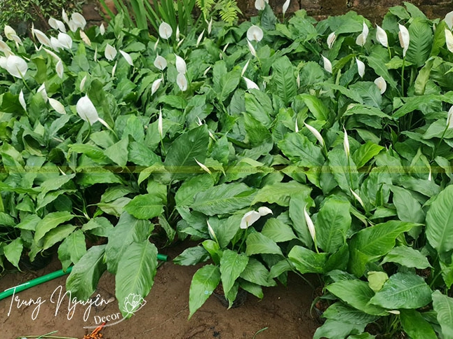 Cây Lan Ý trang trí trong nhà với vẻ xanh mát gợi cảm giác thư thái