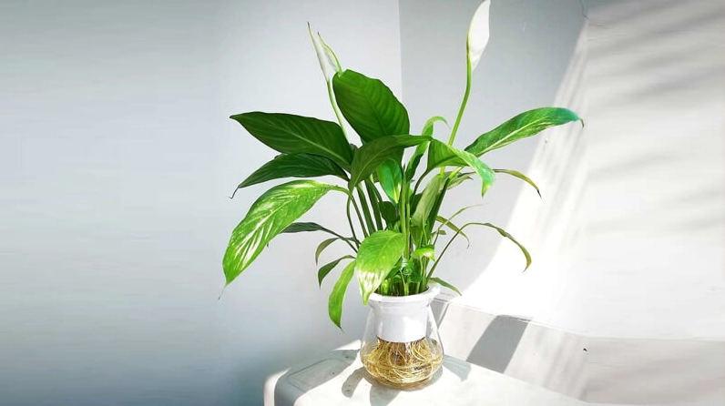Cây Lan Ý trong không gian phong thủy phù hợp với người mệnh Thủy và mệnh Kim
