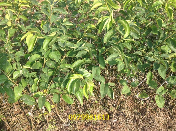 Cây lê giống còn non với lá xanh khỏe và thân cây thẳng
