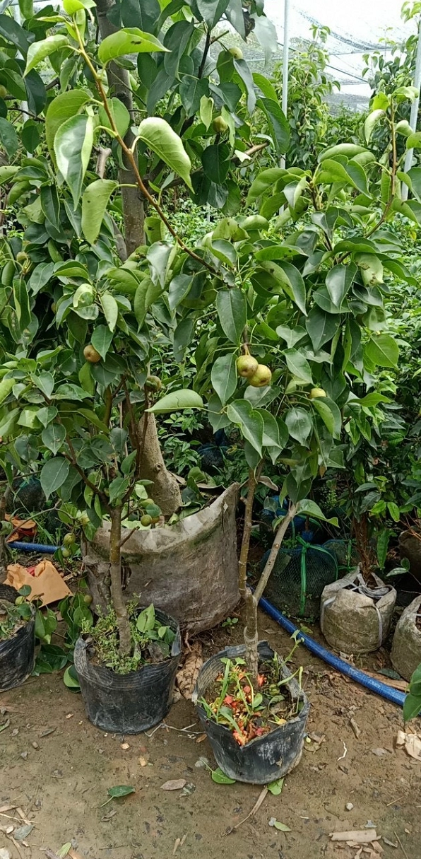 Cây lê giống Hàn Quốc có dáng non khỏe và tán lá xanh sáng