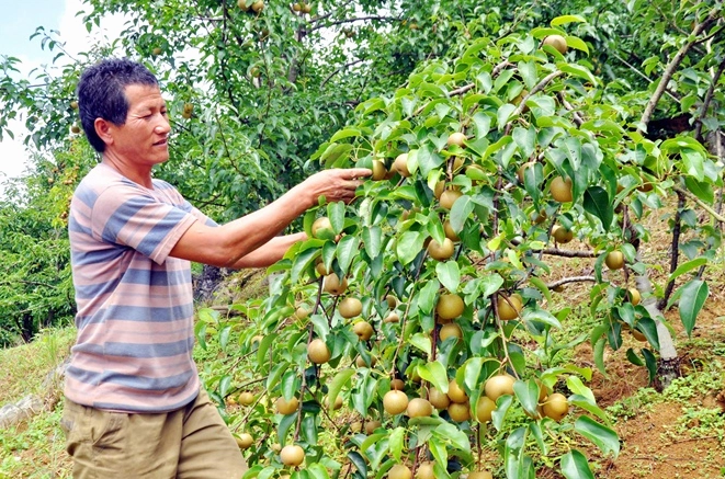 Cây lê sai trĩu quả với từng chùm quả xanh vàng nặng trên cành