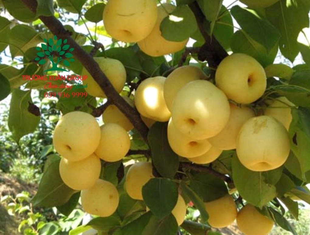 Cây lê trong chậu với dáng cây gọn và sắc lá xanh tươi