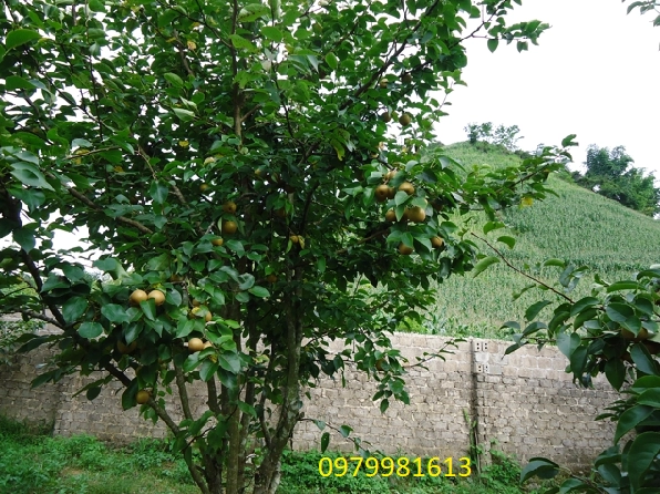 Cây lê trưởng thành có thân cành vững chãi và tán lá xanh dày