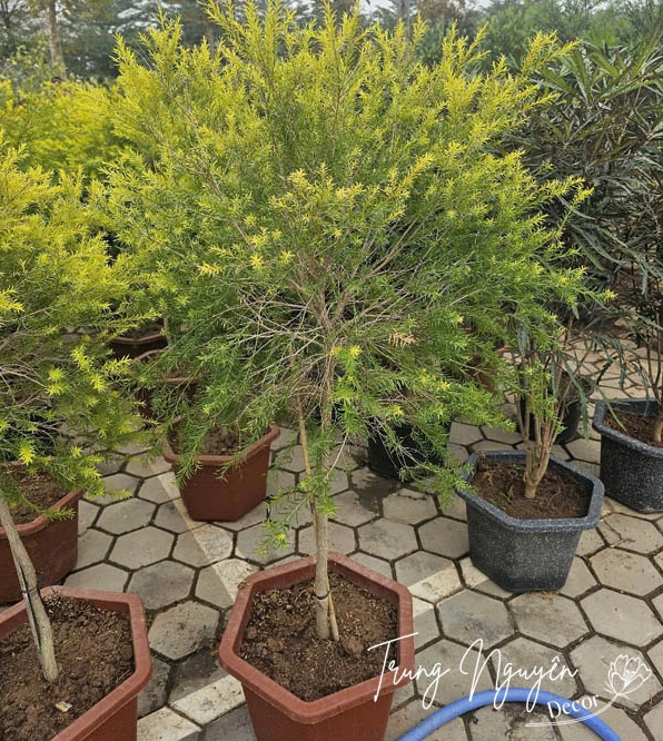 Cây Liễu Vàng có dáng cành mềm và sắc vàng tươi nổi bật trong sân vườn