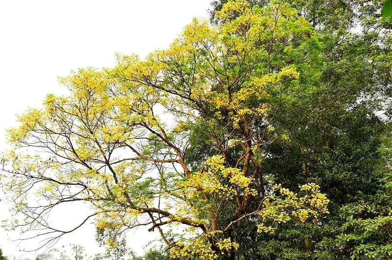 Cây Lim Vàng công trình nở hoa vàng rực trên nền tán lá xanh dày