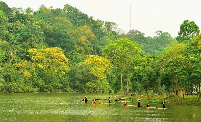 Cây Lim Vàng đẹp với hình thái thân gỗ chắc khỏe và tán lá cân đối