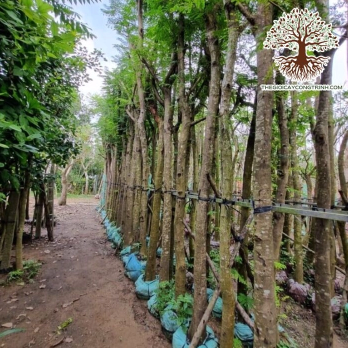 Cây Lim Xẹt giống khỏe mạnh với lá xanh tươi và hình dáng gọn đẹp trong vườn ươm