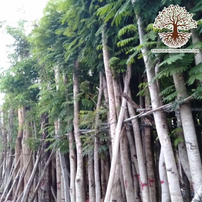 Cây lim xẹt giống phát triển đồng đều trong không gian ươm trồng thông thoáng
