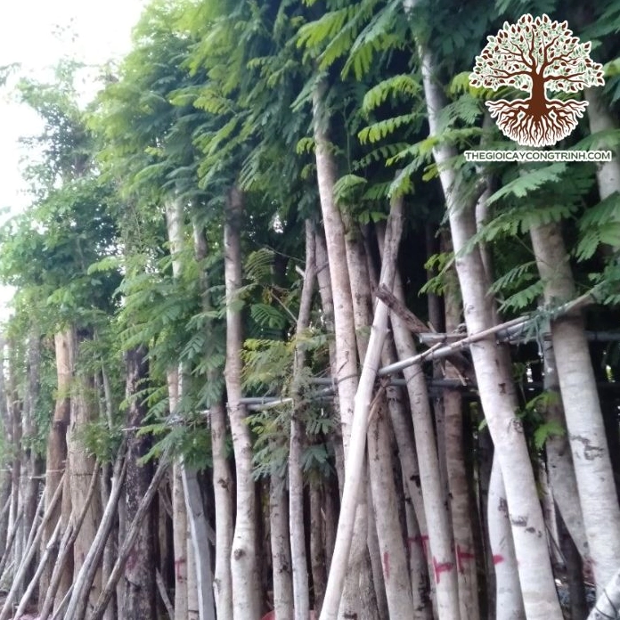 Cây lim xẹt giống thân thẳng tán gọn phù hợp trồng cảnh quan đường phố và công viên