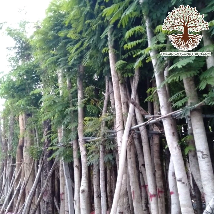 Cây lim xẹt giống với thân non chắc khỏe, lá xanh sáng và không gian chăm sóc bài bản